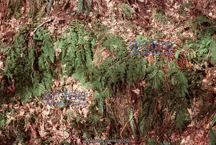 : Hay-Scented Buckler Fern : Hay-Scented Buckler Fern
