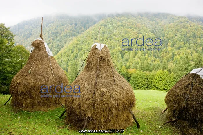 : Hay stooks - with autumnal beechwoods beyond, in : Hay stooks - with autumnal beechwoods beyond, in