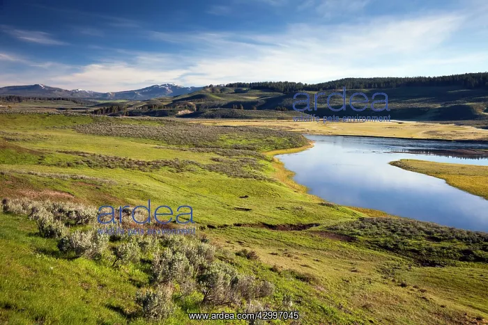 : Hayden Valley - and Yellowstone River in June Yellowstone : Hayden Valley - and Yellowstone River in June Yellowstone