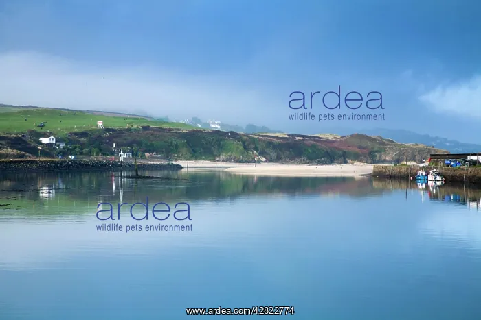 : Hayle Estuary at high tide : Hayle Estuary at high tide