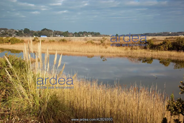 : Hayle - RSPB Reserve : Hayle - RSPB Reserve