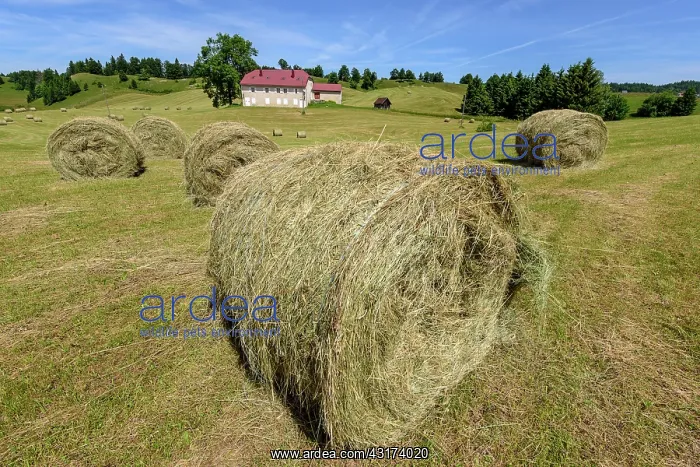 : Haymaking in the Jura region of Lamoura, France : Haymaking in the Jura region of Lamoura, France