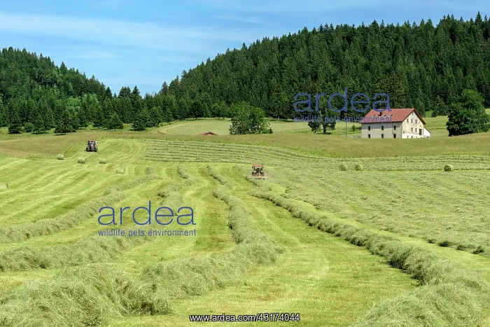  : Haymaking in the Jura region of Lamoura, France