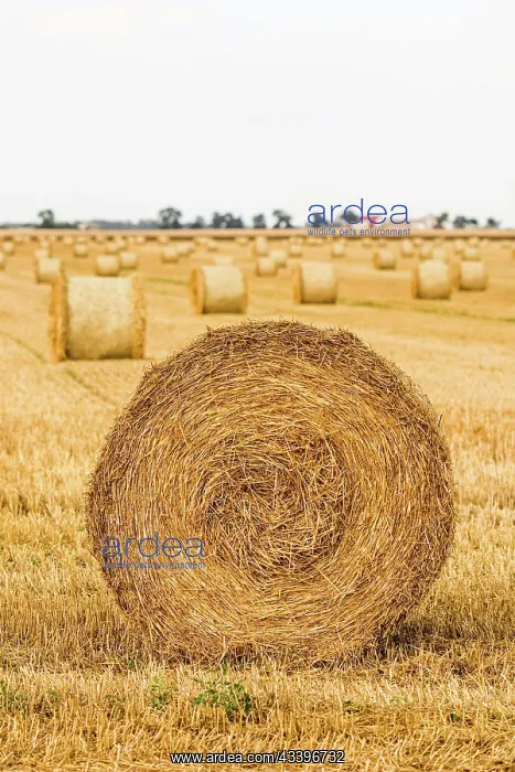 : Haystack in the field after harvest. Round bales : Haystack in the field after harvest. Round bales