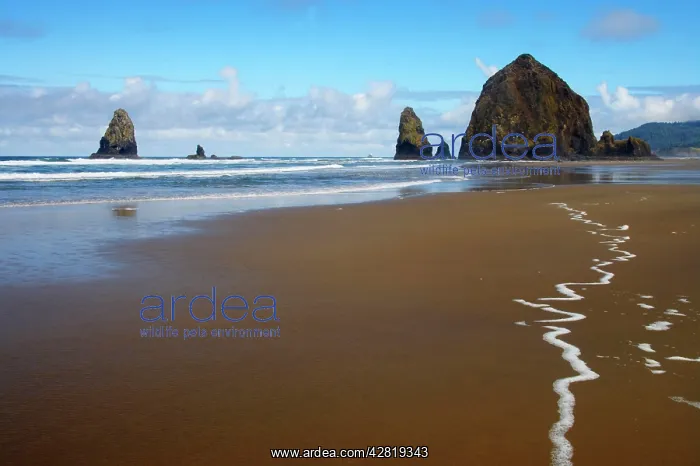 : Haystack Rock at low tide : Haystack Rock at low tide