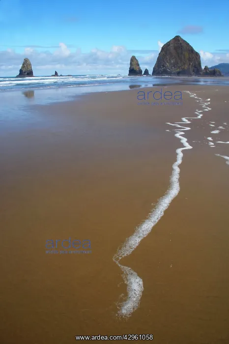 : Haystack Rock at low tide : Haystack Rock at low tide