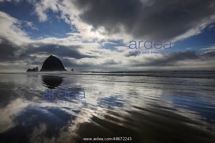 : Haystack Rock at low tide in Cannon Beach, Oregon, USA : Haystack Rock at low tide in Cannon Beach, Oregon, USA