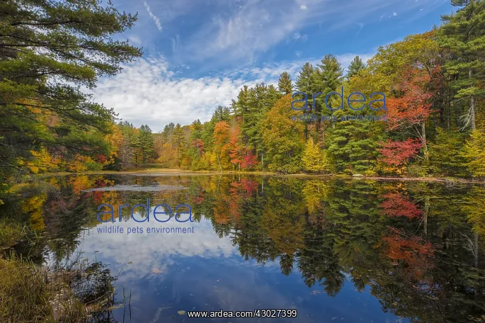 : Haystack State Park Connecticut - Small pond with : Haystack State Park Connecticut - Small pond with