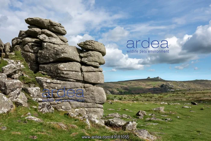 : Haytor - From Hound Tor - Dartmoor - Devon - UK : Haytor - From Hound Tor - Dartmoor - Devon - UK