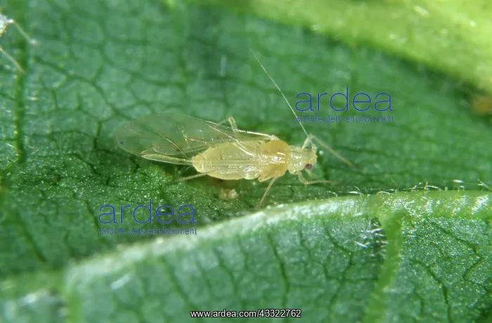 : Hazel aphid : Hazel aphid