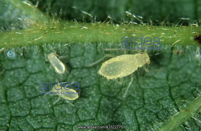 : Hazel aphid : Hazel aphid