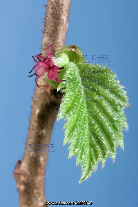 : Hazel bud with flower : Hazel bud with flower