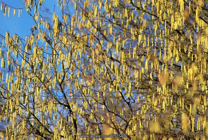  : Hazel - Catkins