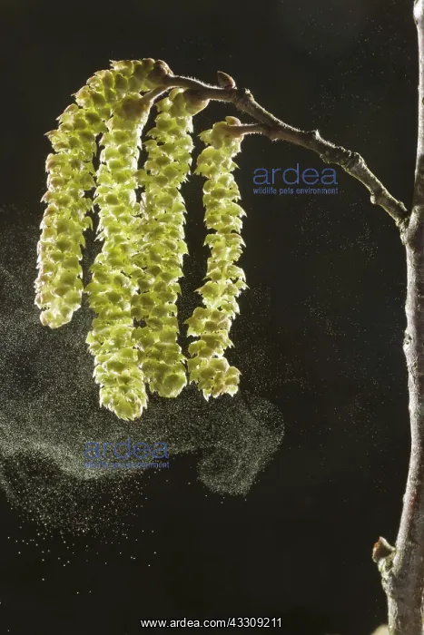 : Hazel Catkins - in early spring shedding pollen : Hazel Catkins - in early spring shedding pollen