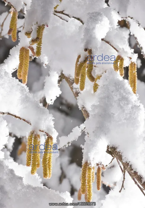: Hazel Catkins - in late winter snow : Hazel Catkins - in late winter snow