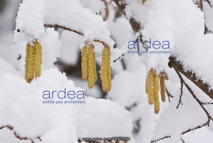: Hazel Catkins - in late winter snow : Hazel Catkins - in late winter snow