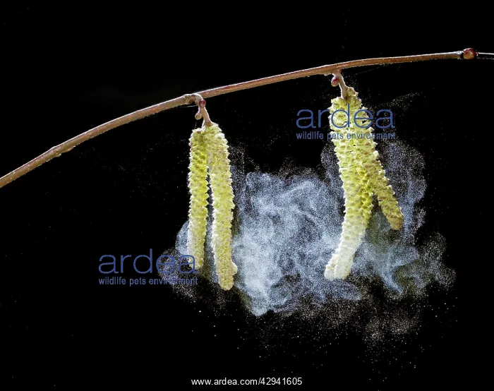 : Hazel catkins - shedding pollen : Hazel catkins - shedding pollen