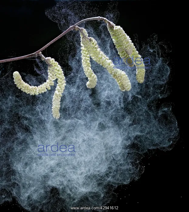 : Hazel catkins - shedding pollen : Hazel catkins - shedding pollen