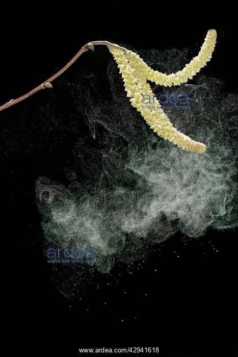 : Hazel catkins - shedding pollen : Hazel catkins - shedding pollen