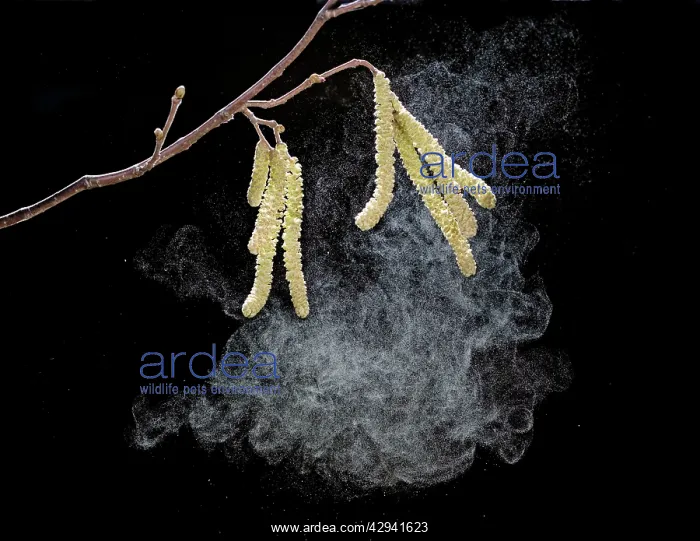 : Hazel catkins - shedding pollen : Hazel catkins - shedding pollen