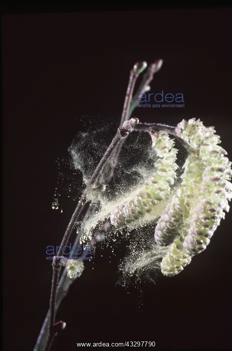 : HAZEL - Catkins shedding pollen : HAZEL - Catkins shedding pollen