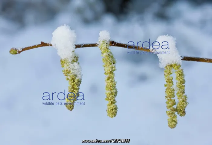 : Hazel Catkins - In winter after snowfall : Hazel Catkins - In winter after snowfall