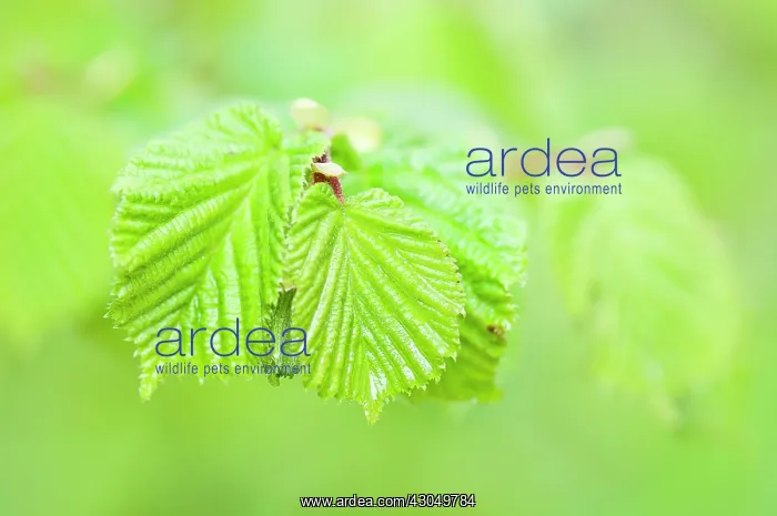 : Hazel, Cob-nut : Hazel, Cob-nut