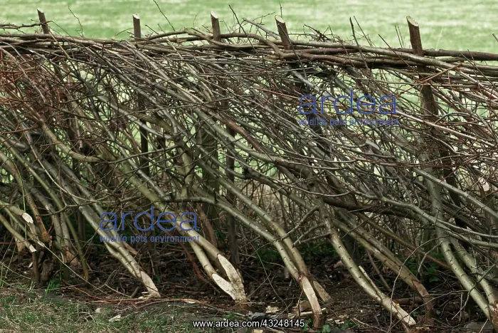: Hazel, Cob-nut : Hazel, Cob-nut