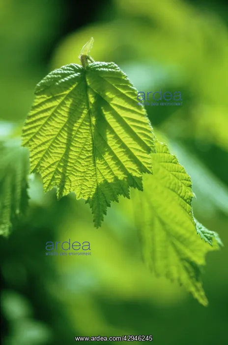 : Hazel, Cob-nut, Corylus avellana : Hazel, Cob-nut, Corylus avellana