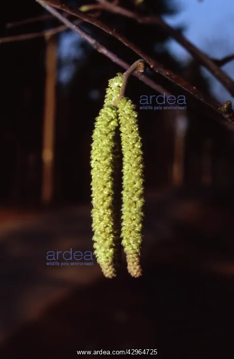 : Hazel, Cob-nut, Corylus avellana : Hazel, Cob-nut, Corylus avellana