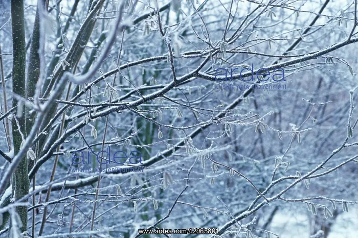 : Hazel, Cob-nut, Corylus avellana : Hazel, Cob-nut, Corylus avellana