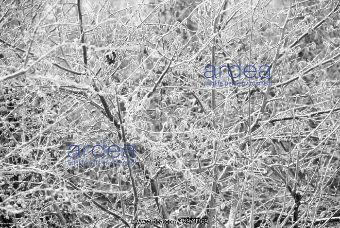 : Hazel, Cob-nut, Corylus avellana : Hazel, Cob-nut, Corylus avellana
