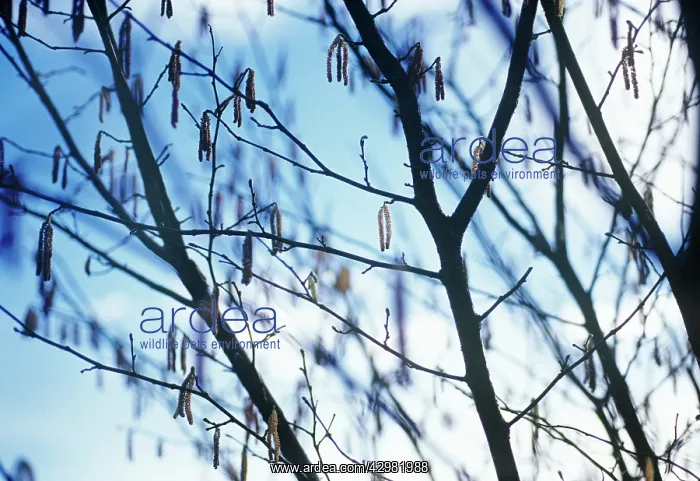 : Hazel, Cob-nut, Corylus avellana : Hazel, Cob-nut, Corylus avellana