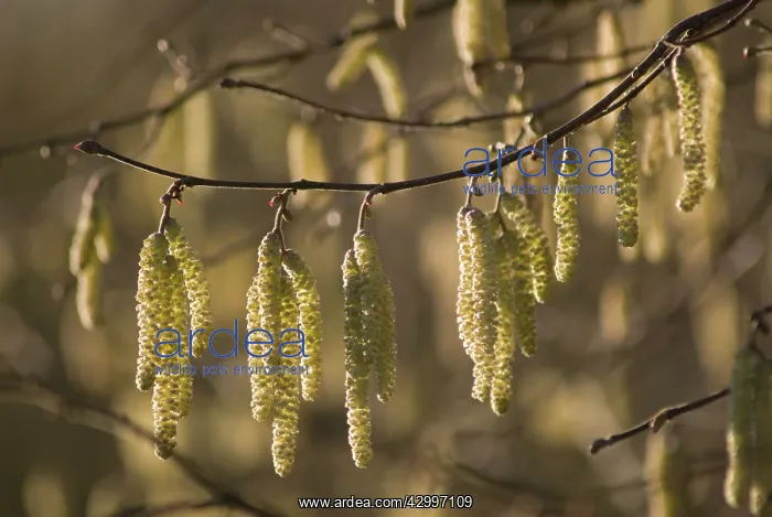 : Hazel, Cob-nut, Corylus avellana : Hazel, Cob-nut, Corylus avellana