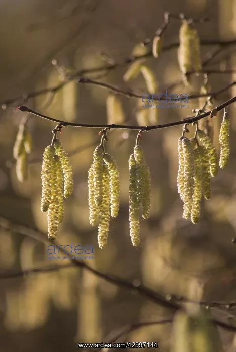 : Hazel, Cob-nut, Corylus avellana : Hazel, Cob-nut, Corylus avellana