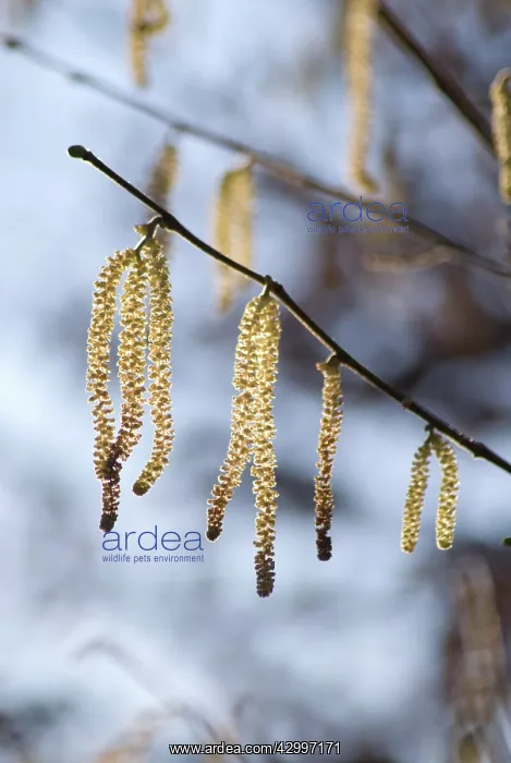: Hazel, Cob-nut, Corylus avellana : Hazel, Cob-nut, Corylus avellana