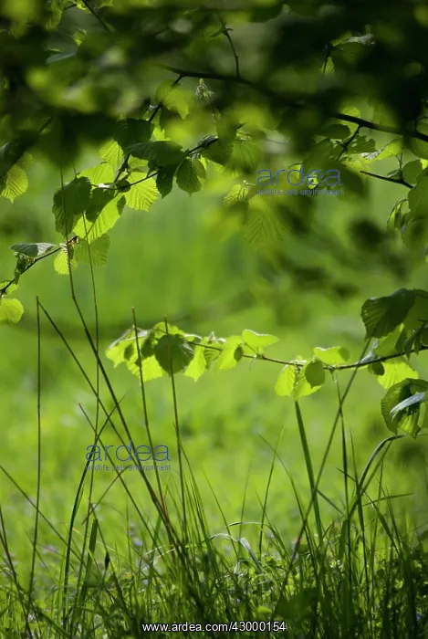 : Hazel, Cob-nut, Corylus avellana : Hazel, Cob-nut, Corylus avellana