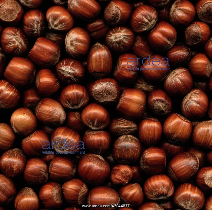 : Hazel, Cob-nut, Corylus avellana : Hazel, Cob-nut, Corylus avellana