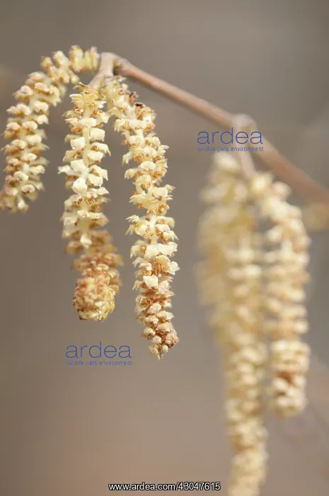 : Hazel, Cob-nut, Corylus avellana : Hazel, Cob-nut, Corylus avellana