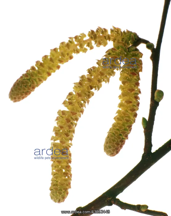 : Hazel, Cob-nut, Corylus avellana : Hazel, Cob-nut, Corylus avellana