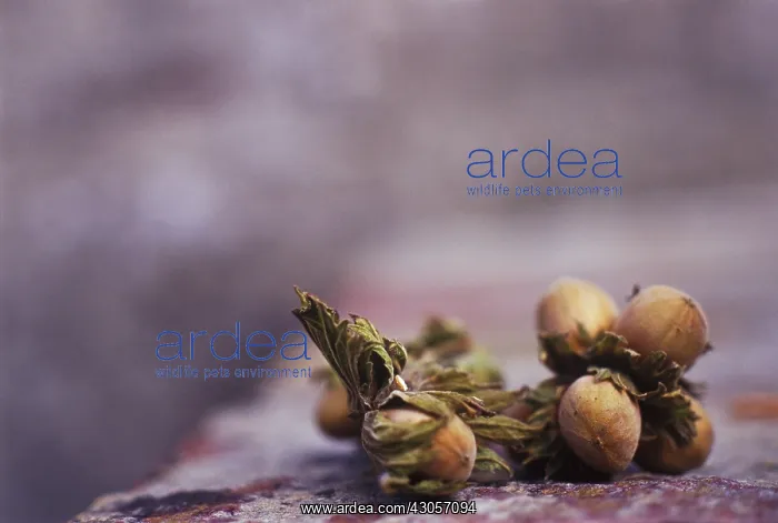 : Hazel, Cob-nut, Corylus avellana : Hazel, Cob-nut, Corylus avellana