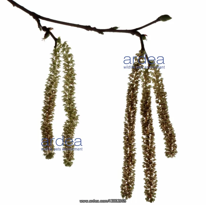  : Hazel, Cob-nut, Corylus avellana