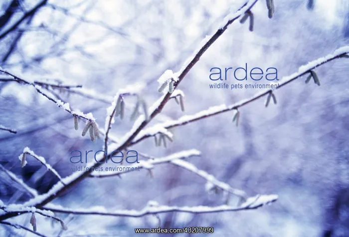 : Hazel, Cob-nut, Corylus avellana : Hazel, Cob-nut, Corylus avellana