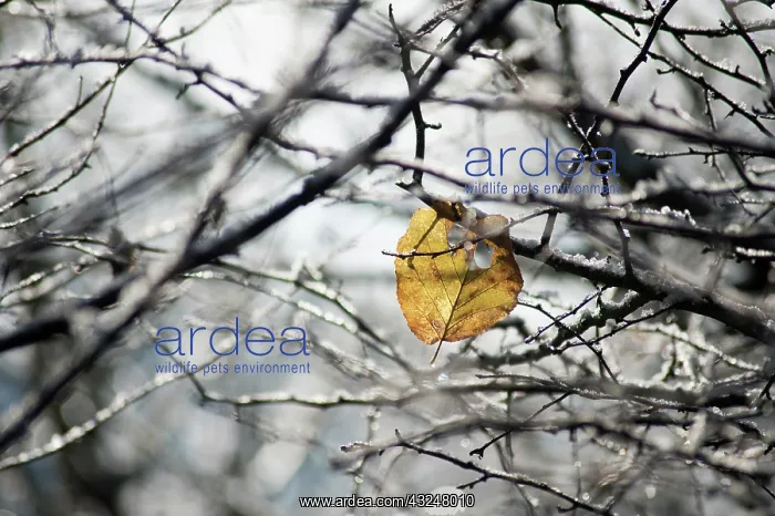 : Hazel, Cob-nut, Corylus avellana : Hazel, Cob-nut, Corylus avellana