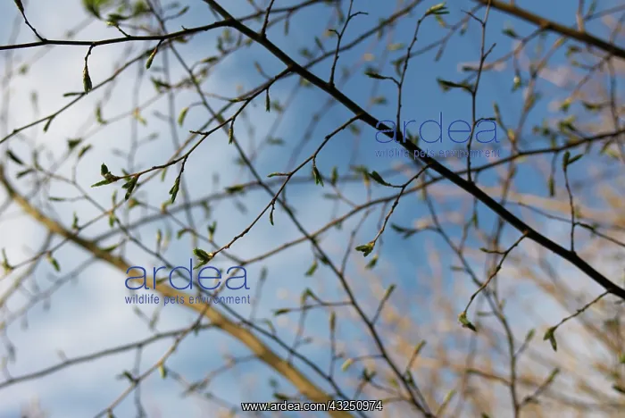 : Hazel, Cob-nut, Corylus avellana : Hazel, Cob-nut, Corylus avellana