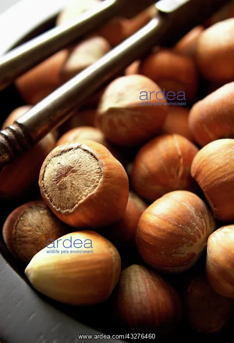 : Hazel, Cob-nut, Corylus avellana, Brown subject : Hazel, Cob-nut, Corylus avellana, Brown subject