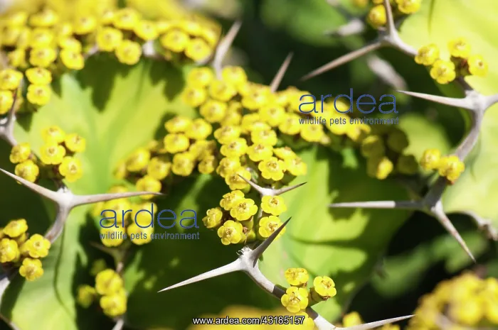: Hazel, Cob nut, Corylus avellana, Close up of yellow : Hazel, Cob nut, Corylus avellana, Close up of yellow