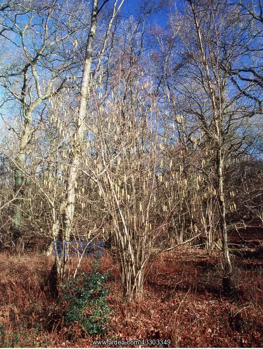 : HAZEL - coppice with catkins : HAZEL - coppice with catkins