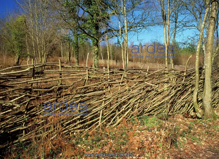 : Hazel Coppice - Deer fence : Hazel Coppice - Deer fence