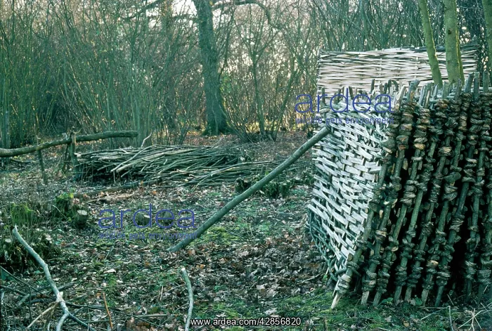  : Hazel - coppice products